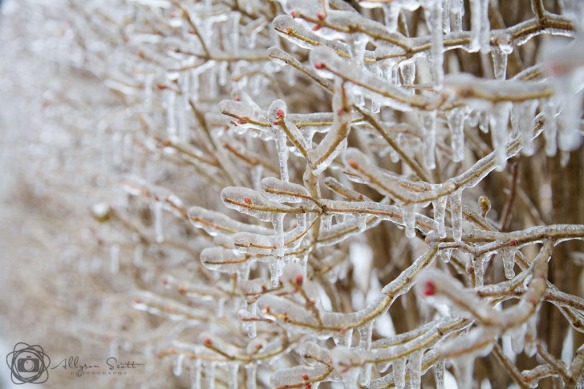 Branches coated in ice