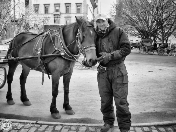Carriage driver with horse near Central Park