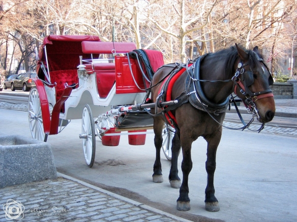 Horse and carriage near Central Park