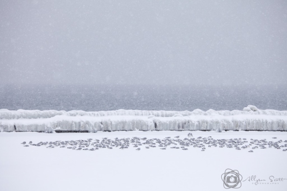 Seagulls beside frozen breakwater on Lake Ontario, Toronto